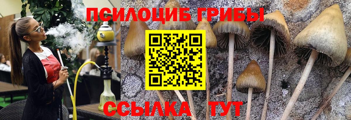 Галлюциногенные грибы Psilocybe  Галлюциногенные грибы Cubensis  Махачкала  как найти закладки  Вход с VPN 